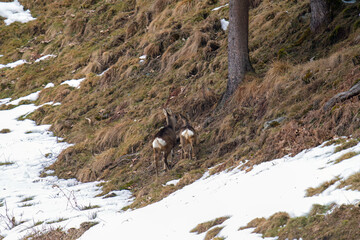 Naklejka premium roe deer female and her fawn at a winter day