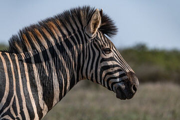 Fototapeta na wymiar Zebra in the savannah (Kruger National Park, South Africa)