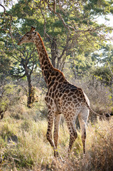 South African Giraffe (Giraffa Giraffa) at Kruger National Park, South Africa