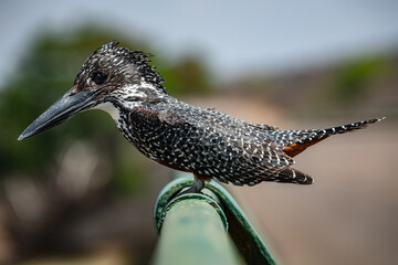 Giant Kingfisher (Megaceryle Maxima) sitting on a metal bar at Kruger National Park, South Africa