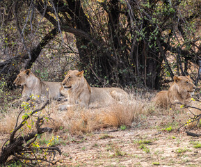 Group of young Lions (Panthera Leo) in Kruger National Park, South Africa