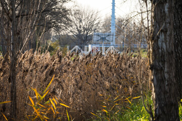 Umas folhas castanhas ao por do sol