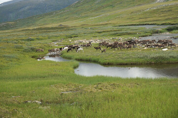 Fototapeta na wymiar Herd of reindeers crossing a mountain stream