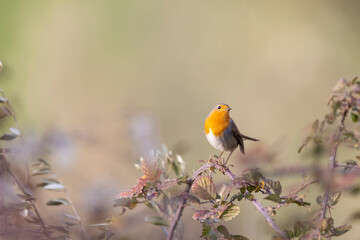 Colorful bird: the European Robin (Erithacus rubecula).