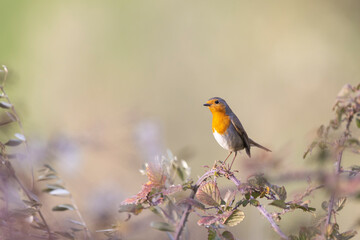 Colorful bird: the European Robin (Erithacus rubecula).