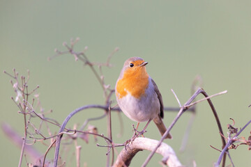 Colorful bird: the European Robin (Erithacus rubecula).