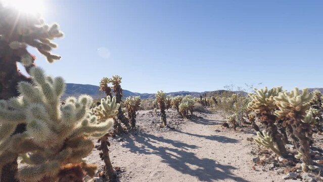 In Joshua Tree National Park's Cholla Cactus garden, a towering cactus glows in the sun, casting shadows with its spiky arms. The video pans from right to left, showcasing the desert landscape.