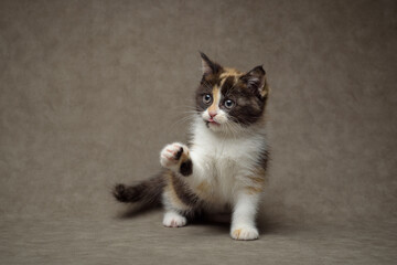 A small kitten is having fun posing for the camera.