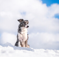 border collie dog