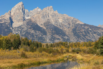 Fototapeta premium Bull Moose During the Fall Rut in Grand Teton National Park Wyoming