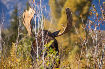 Bull Moose During the Fall Rut in Grand Teton National Park Wyoming