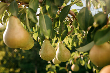 Tasty juicy young pear hanging on tree branch on summer fruits garden as healthy organic concept of...