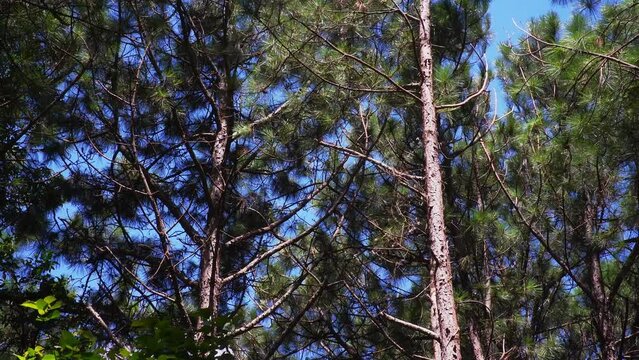 Swaying Pine Trees in the Wind
