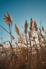 Stalks dry reeds against blue, clear sky.