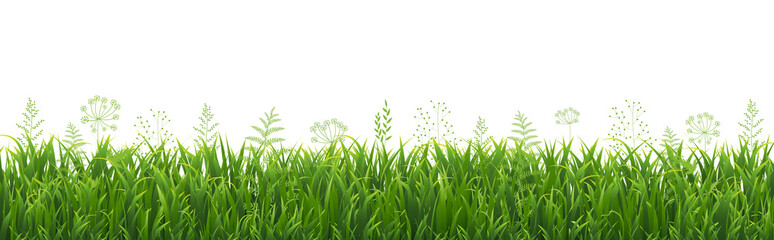 Obraz premium Green Grass Border With White Background