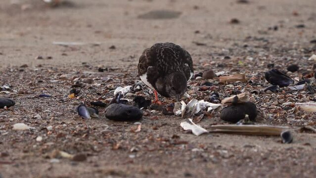 A ruddy turnstone (Arenaria interpres) foraging on a mussel