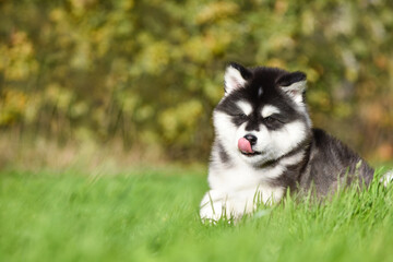 Fluffy Alaskan Malamute puppy sitting in the grass on the side