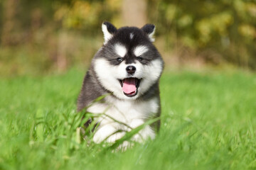 Fluffy puppy Alaskan Malamute runs through the grass forward