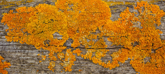 Natural abstract background. Orange lichen on the old wooden table. Common orange lichen Xanthoria parietina, Clairmont parietina in the Brussa park, Italy.