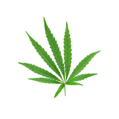 Cannabis leaf, marijuana on isolated transparent white background. full depth of field, clipping path. Focus stacking. PNG