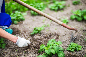 A woman's hand is pinching the grass. Weed and pest control in the garden. Cultivated land close up. Agriculture plant growing in bed row