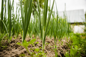 Onion crops planted in soil get ripe under sun. Cultivated land close up with sprout. Agriculture plant growing in bed row. Green natural food crop