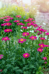 Fototapeta premium pink pyrethrum, or Persian Daisy lat. Pyrethrum roseum in the garden