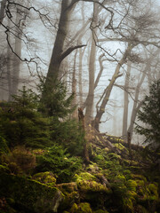 A wild foggy forest - 572426623