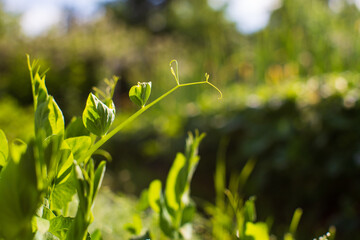 Green young sprouts of peas close up on a summer day in a rural garden. Agriculture plant growing in bed row. Green natural food crop