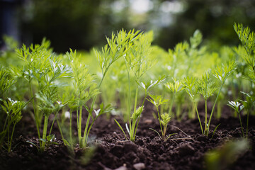Green young carrot sprouts close-up on a summer day in a rural garden. Agriculture plant growing in bed row. Green natural food crop.