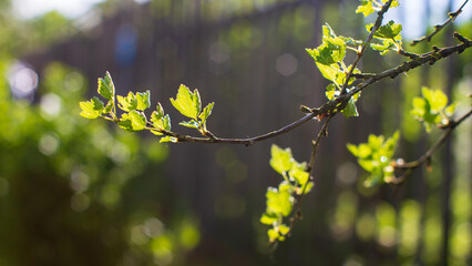 Currant branches on a blurred background. Young summer shoots of a garden bush on a rural background
