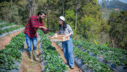 Farmer working with natural organic fruit holding strawberries in farm field and people.