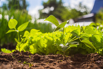 Green young pepper sprouts close-up on a summer day in a rural garden. Agriculture plant growing in bed row. Green natural food crop