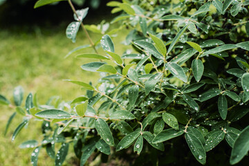 Fototapeta na wymiar Garden fruit bush with dew drops on a summer morning. Beautiful natural countryside landscape with strong blurry background