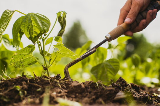 Weeding Beds With Agricultura Plants Growing In The Garden. Weed And Pest Control In The Garden. Cultivated Land Close-up