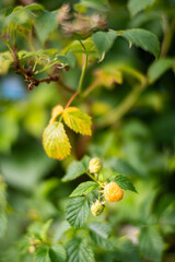 Ripe, juicy raspberry Garden fruit bush. Beautiful natural rural landscape with strong blurred background. The concept of healthy food with vitamins