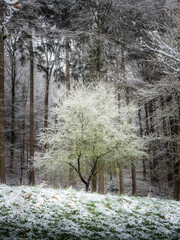 A young tree alone in the snowy forest - 572431261