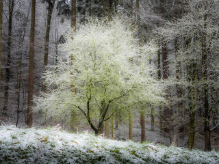 A young tree in fresh green and snow - 572431863