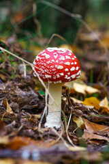 Red cap mushroom in the forest during autumn season.