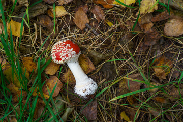 Red small mushroom with volva sheath lying on the ground in the forest in autumn.