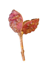 .super macro shot one beautiful dark pink berry sichuan pepper isolated on black background very close