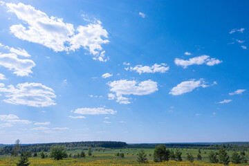 Obraz premium A field of yellow dandelions in a summer timelapse, clouds float across the blue sky, the rays of the sun penetrate through the clouds. Forest in the background. Outdoor recreation