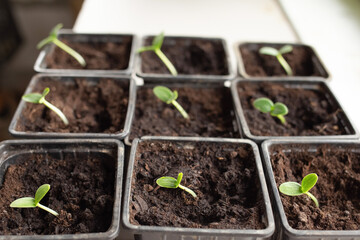 Growing vegetables on the windowsill in the house, young tomatoes and cucumbers in pots on the window. Healthy seedlings, hobby gardening