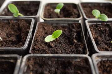 Growing vegetables on the windowsill in the house, young tomatoes and cucumbers in pots on the window. Healthy seedlings, hobby gardening