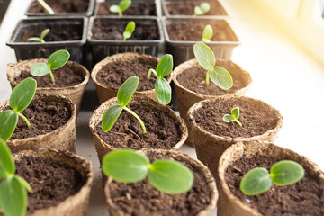 Growing vegetables on the windowsill in the house, young tomatoes and cucumbers in pots on the window. Healthy seedlings, hobby gardening