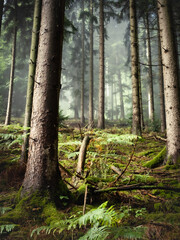 Green foggy conifer forest - 572437071