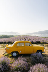 Vertical banner with a yellow retro car in a lavender field