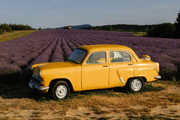 Yellow retro car in a lavender field in the morning with fog and sun.