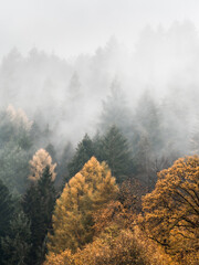 Autumn forest from above - 572441039