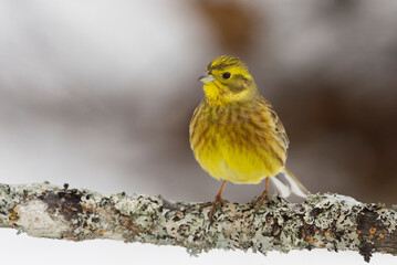 Yellowhammer (Emberiza citrinella) sitting on a branch in winter.	
